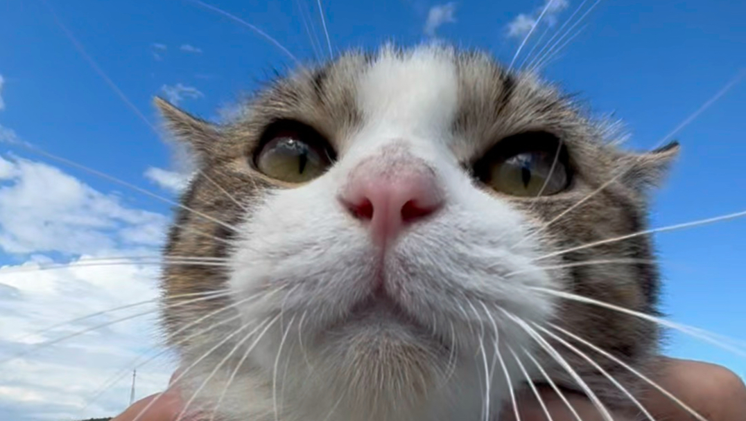碧蓝的天空配绝世的豪猫～