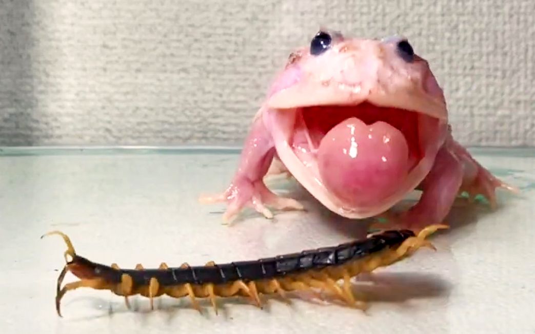 粉雪角蛙:这跟辣条 我今天吃定了