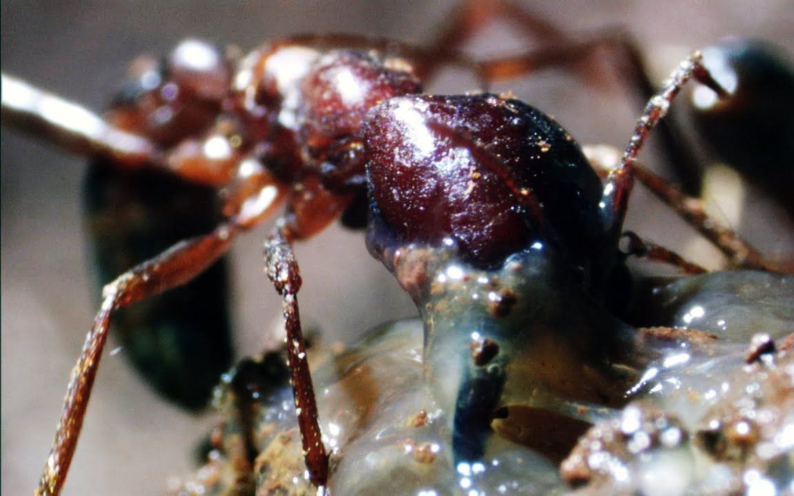 bbc行军蚁纪录片46