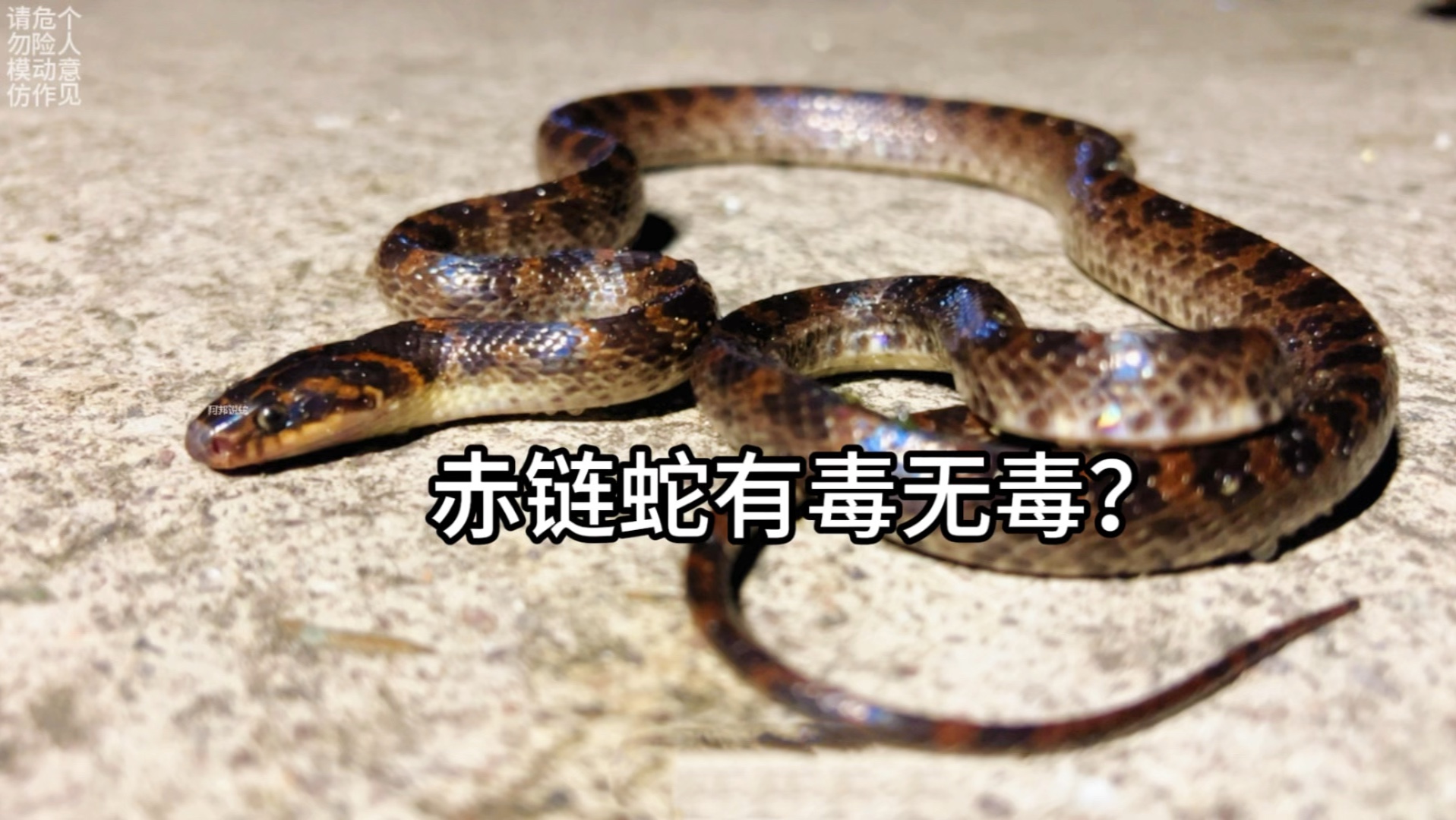 蛇为什么是冷血动物