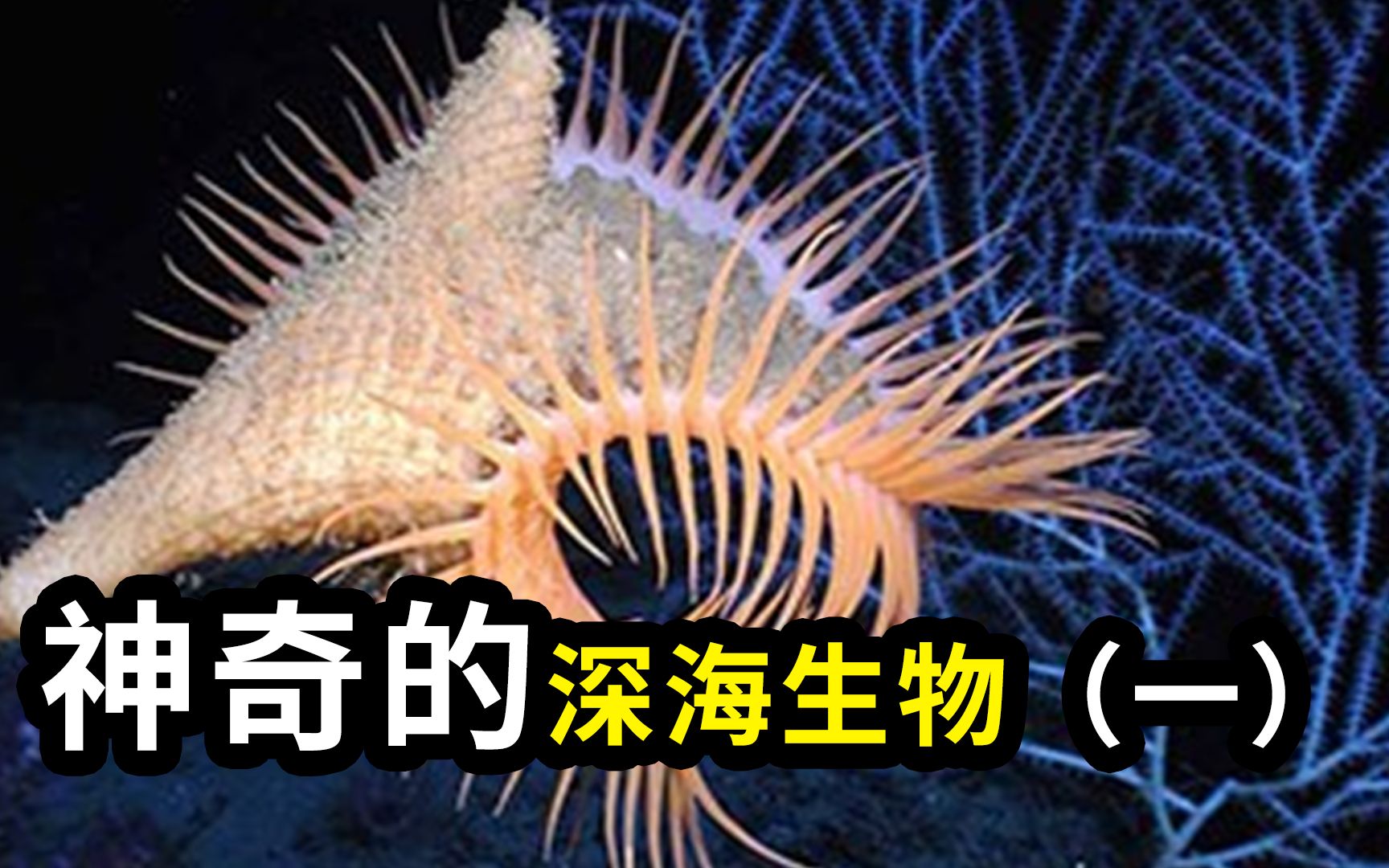 [图]神奇的深海生物！（一）