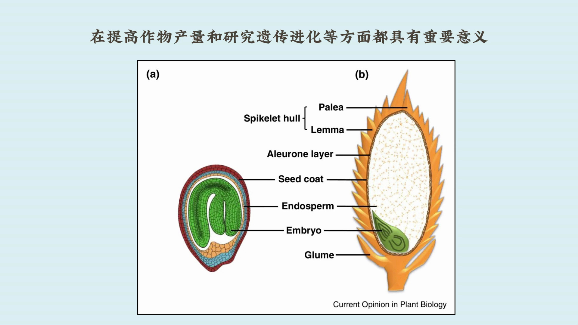 中国科学院遗传发育所李云海研究组合作发现SSW1协同调控种子大小和氮利用效率的新机制哔哩哔哩bilibili