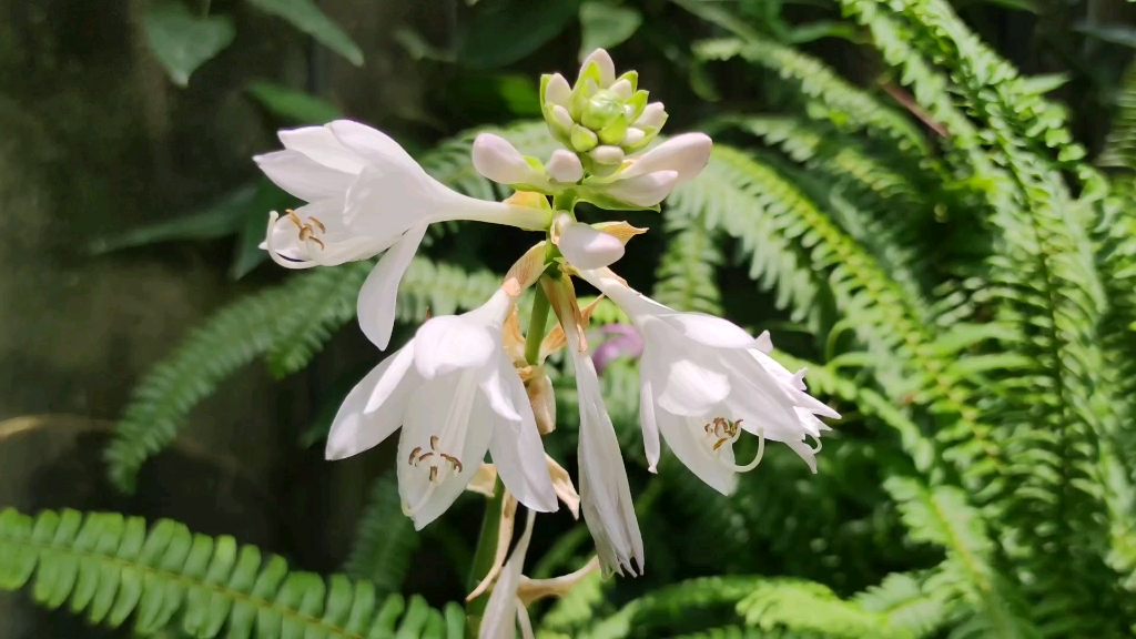 玉簪 鳄梨沙拉 花香随风而来