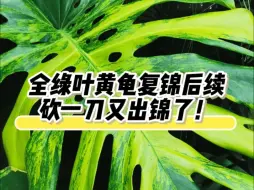 退锦全绿龟背竹复锦后续，我说吧，砍一刀真的有用