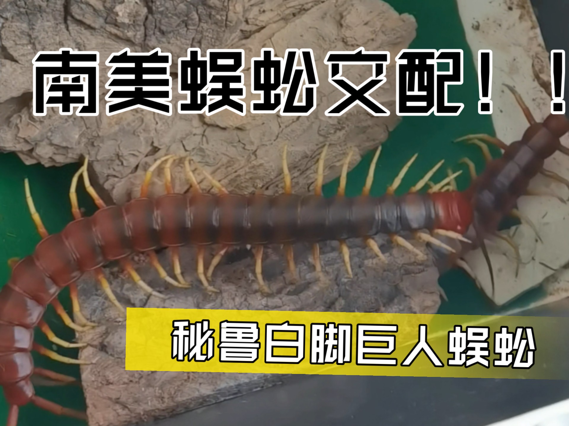 世界上体型最大的蜈蚣:秘鲁巨人蜈蚣交配