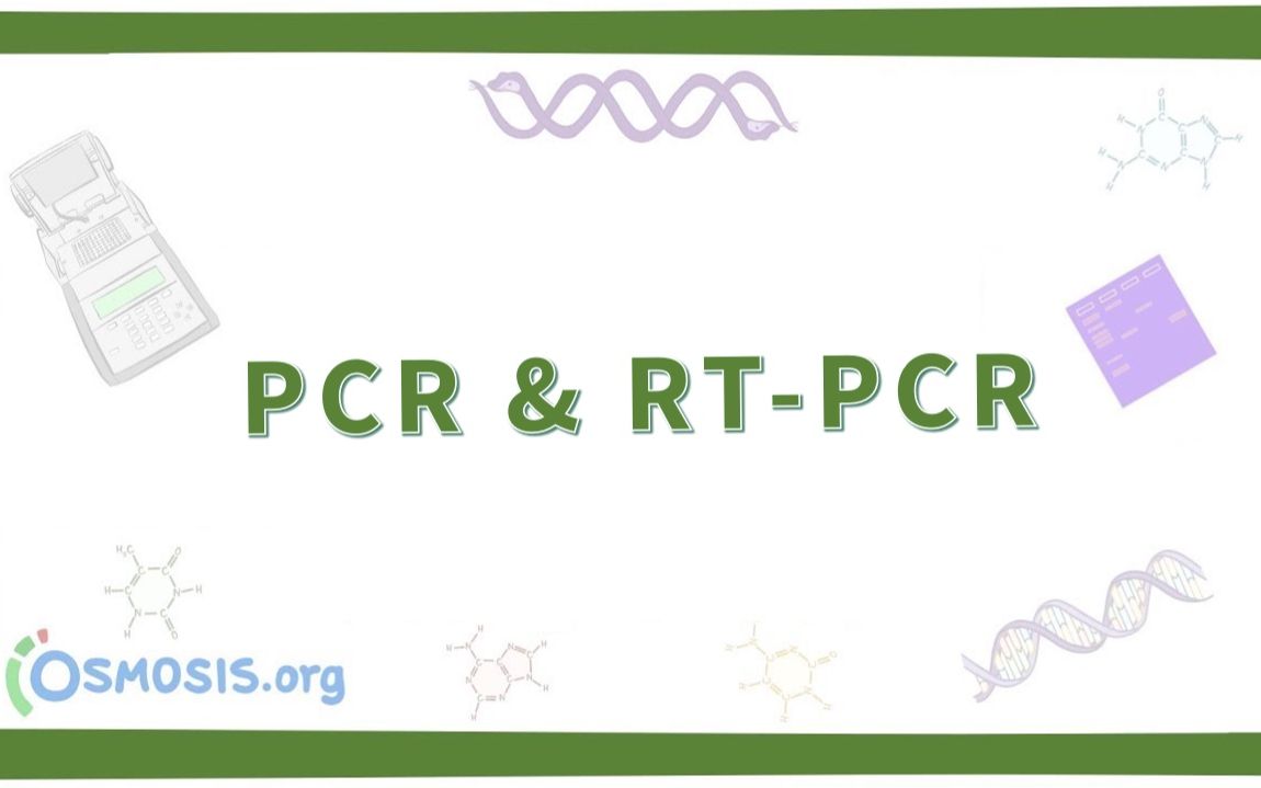 【预习】聚合酶链式反应 PCR(中英字幕)哔哩哔哩bilibili