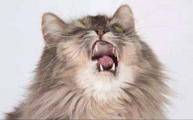 猫咪打喷嚏咳嗽可能是肺炎75