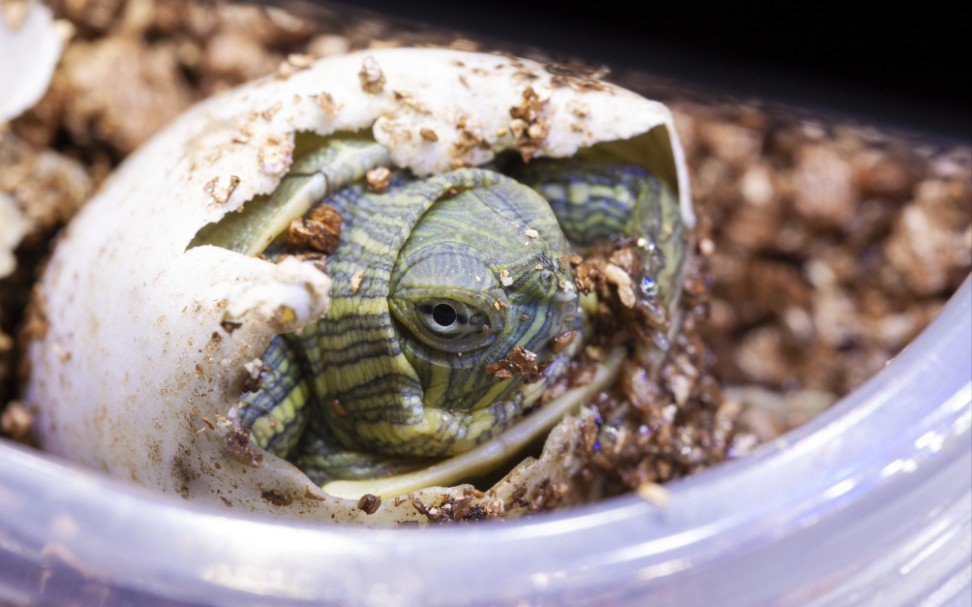 买来的巴西龟蛋都孵化了 大家快来看看吧_哔哩哔哩_bilibili