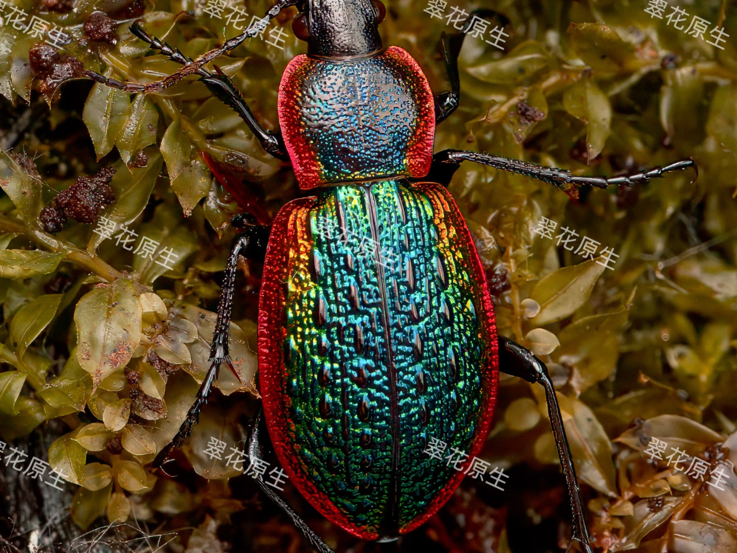 麦克利步甲 carabus (hemicarabus) macleayi dejean, 1826