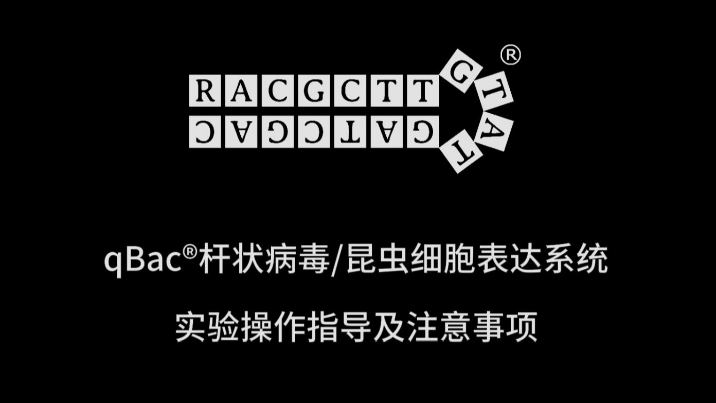 陕西杆粒生物qBac杆状病毒昆虫细胞蛋白表达系统实验操作指导及注意事项哔哩哔哩bilibili