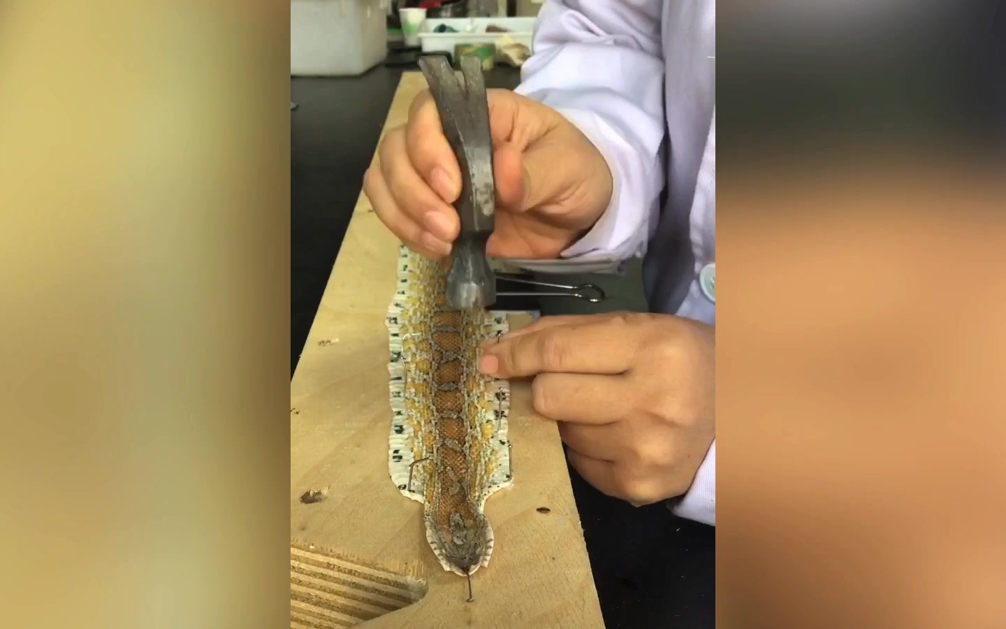 玉米蛇的蛇皮剥制