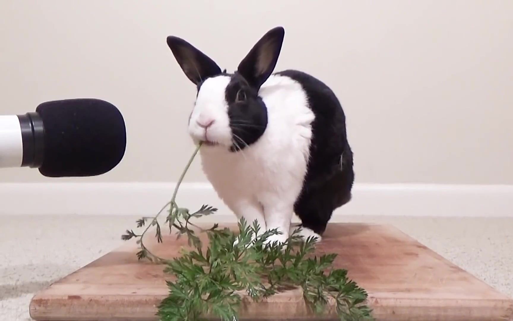 【道奇兔】胡萝北穗穗吃播_哔哩哔哩_bilibili