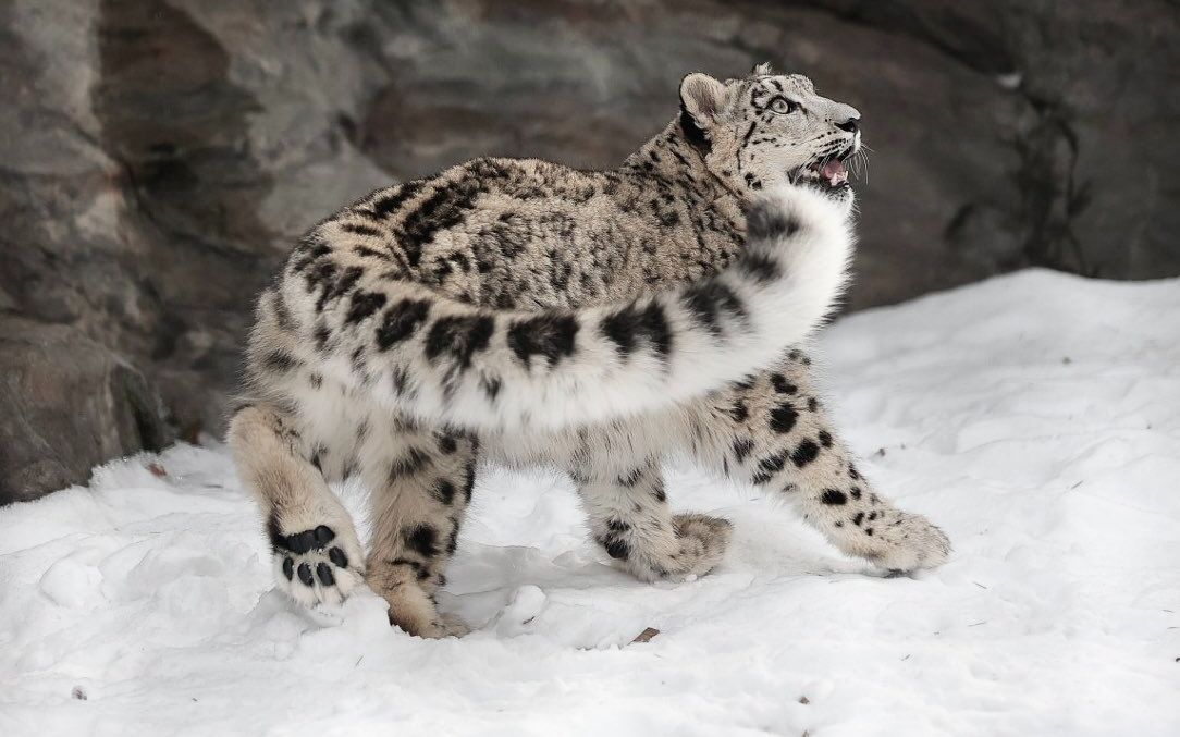 小雪豹用大尾巴给妈妈做棉被,互相梳理毛发,温馨十足!