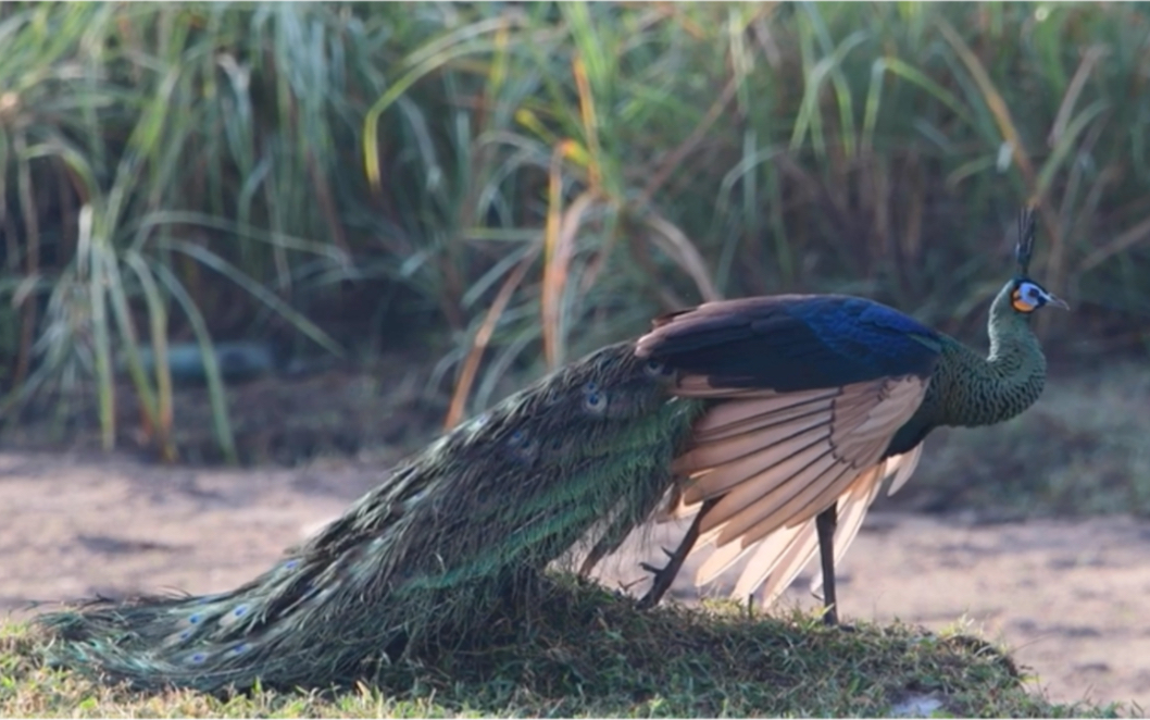 美丽的野生凤凰绿孔雀