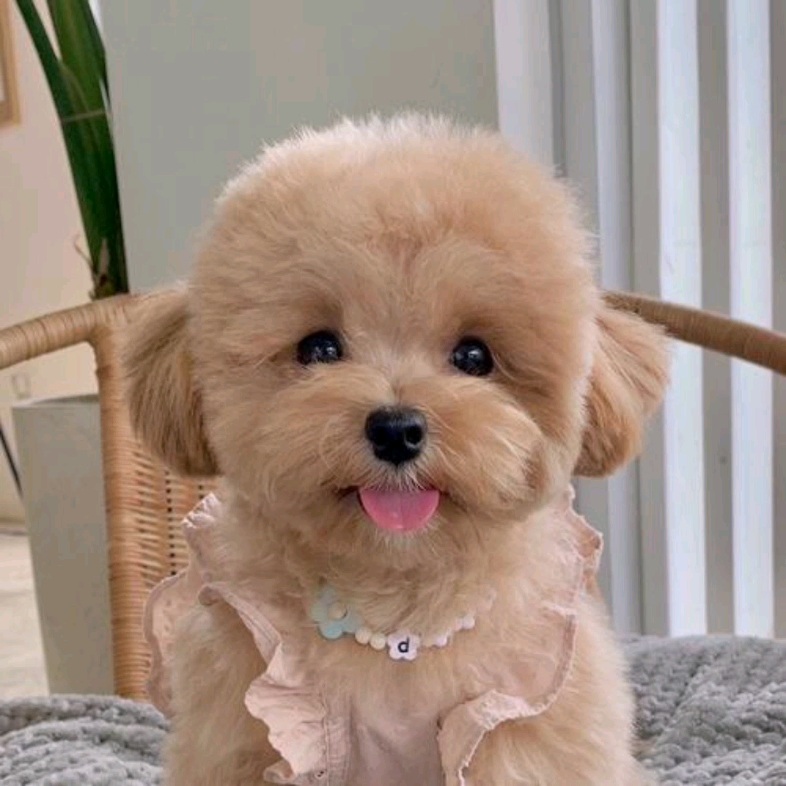 活动  《可爱的萌宠狗狗》1