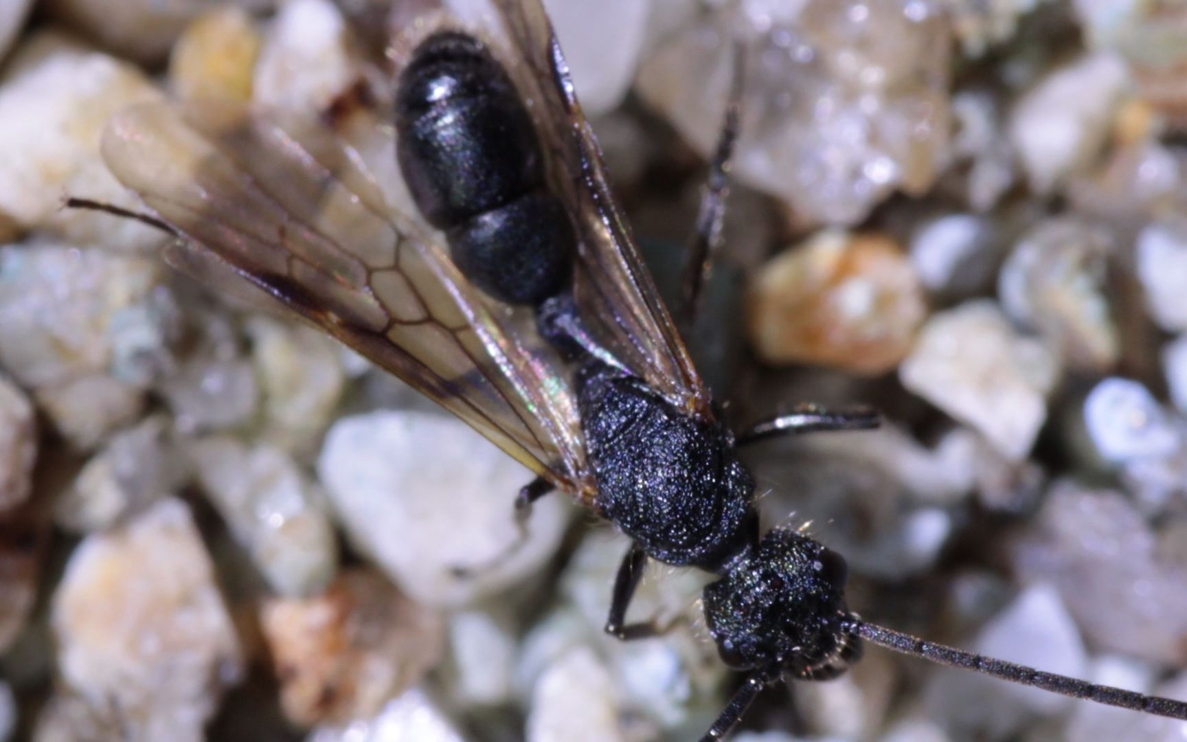 rhytidoponera metallica 金属皱猛蚁_20220815_04_哔哩哔哩_bilibili