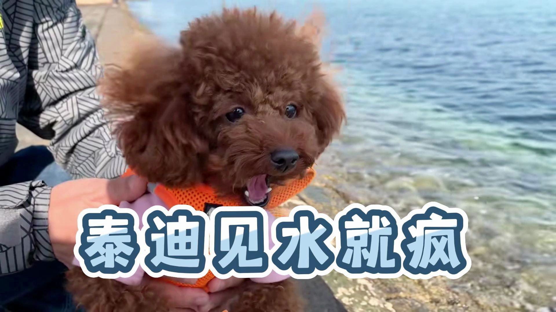 你知道泰迪对水,到底有多痴迷吗?