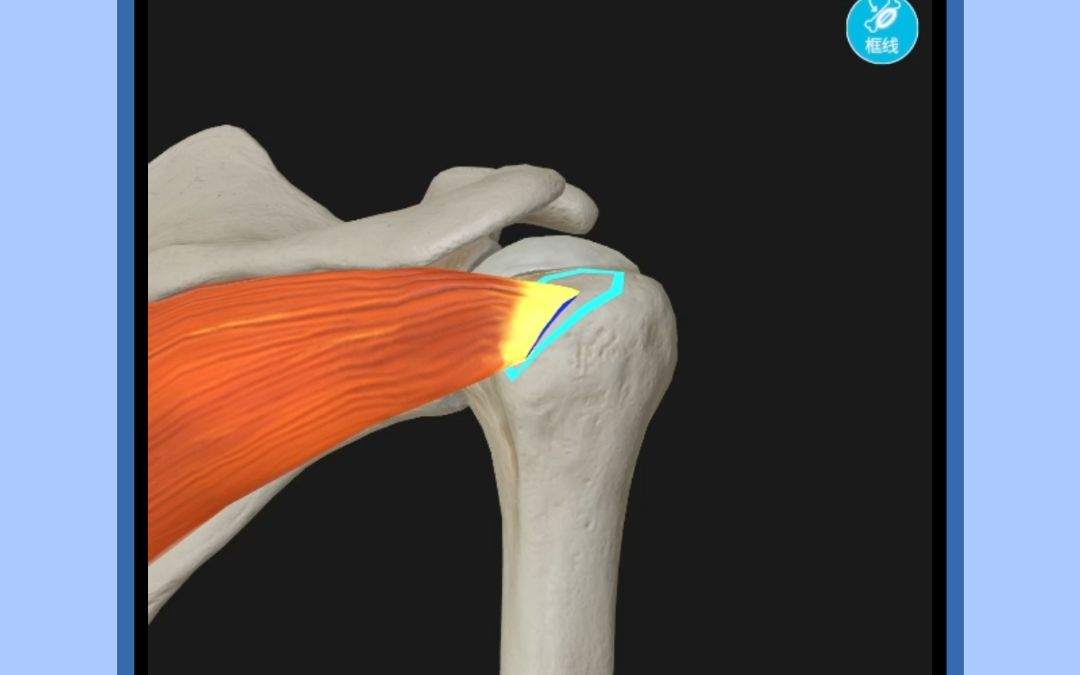 医学笔记:冈下肌的解剖