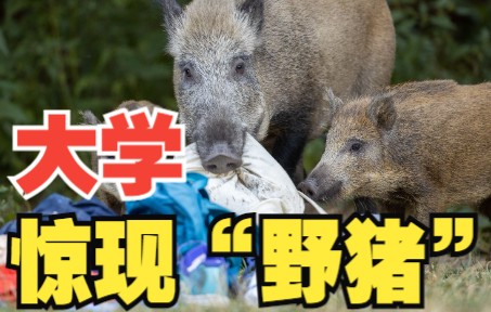 “野猪”竟然可以出现在大学里!请问需要叫学长吗?哔哩哔哩bilibili