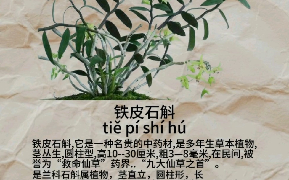 铁皮石斛别名有吊兰、还魂草,不死草、仙人草、黑节草等哔哩哔哩bilibili