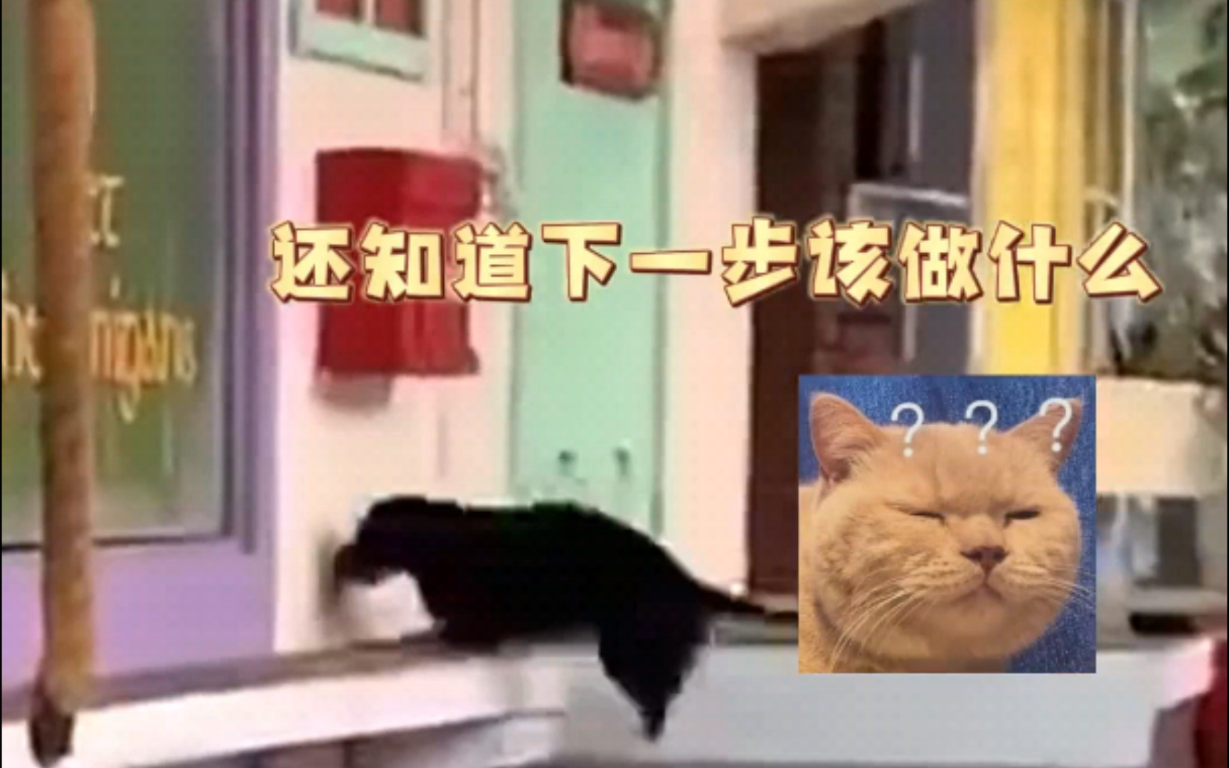 早年布什公园动物表演,白猫+黑猫出来一堆奶牛猫,也太有创意了!网友:训我都不一定这么流畅哔哩哔哩bilibili