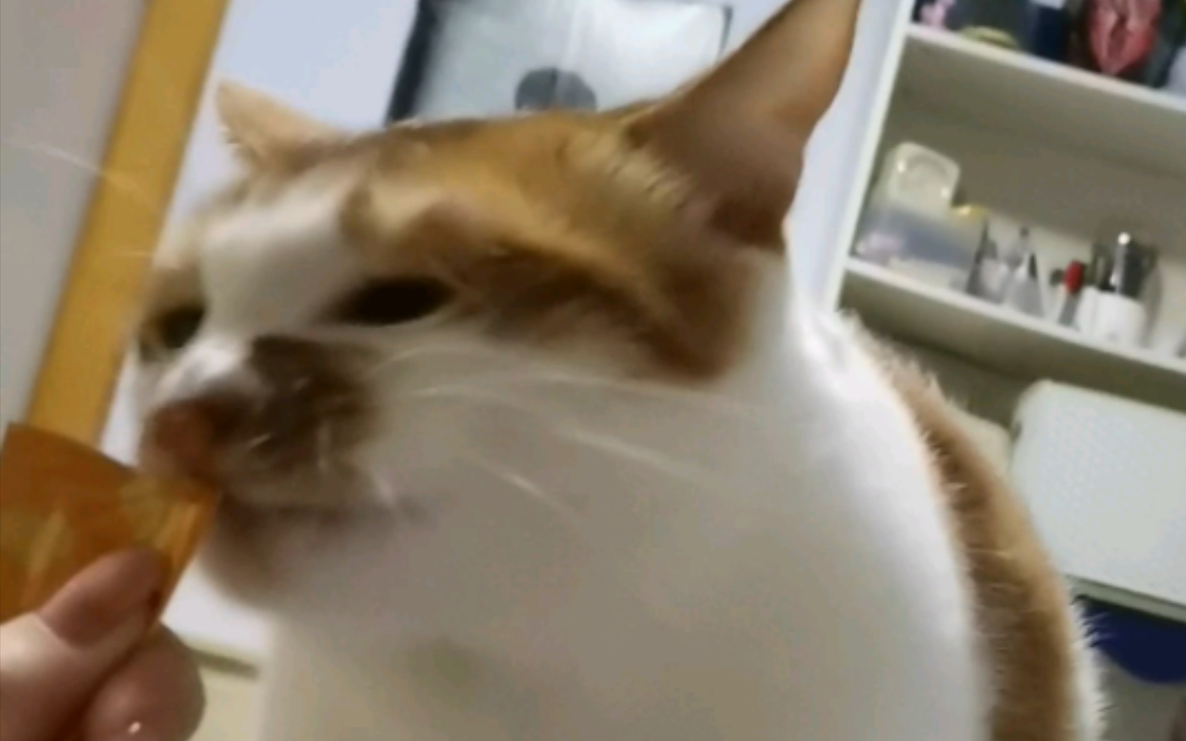 猫条奴隶罢了哔哩哔哩bilibili