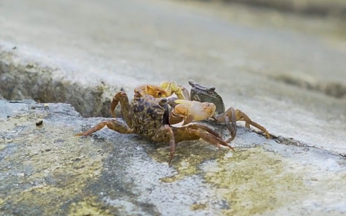 来海边听浪声看小螃蟹打架