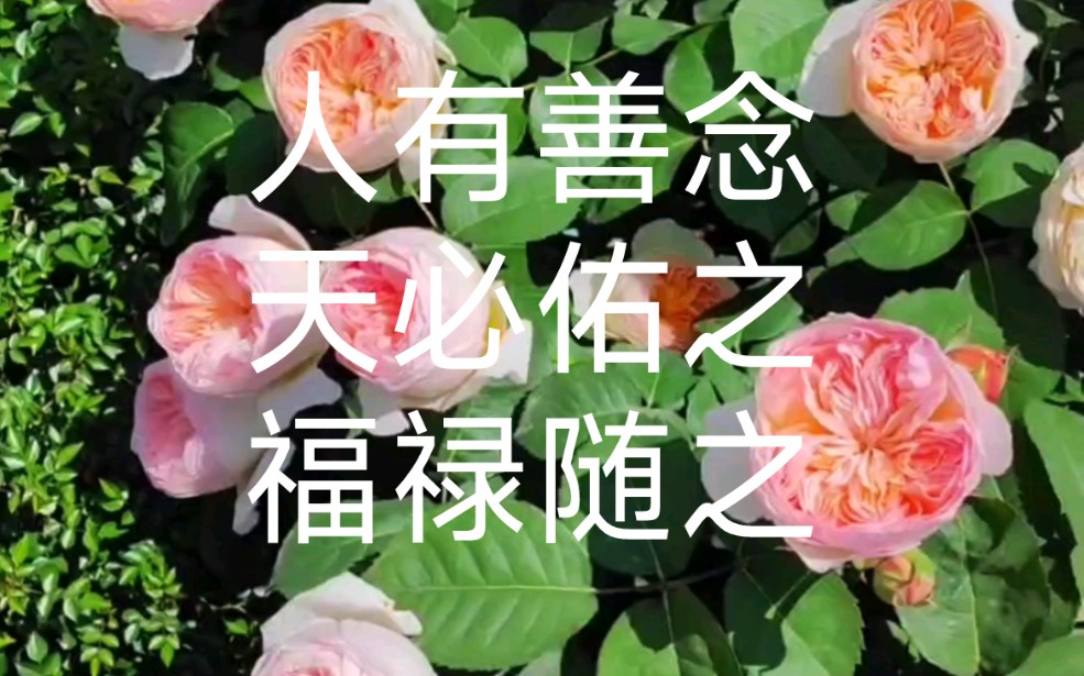 曾子曰:“人而好善,福虽未至,祸其远矣.”你心存善念,就算福气一时还没赶到,灾祸却已经离你远去了.哔哩哔哩bilibili