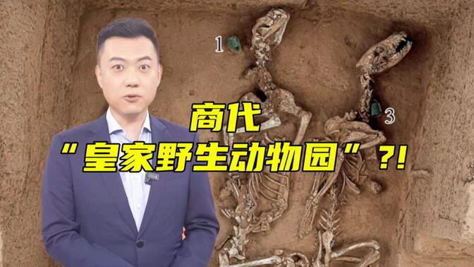 考古新发现！商代“野生动物园”刷新你的认知！【主播说三农】