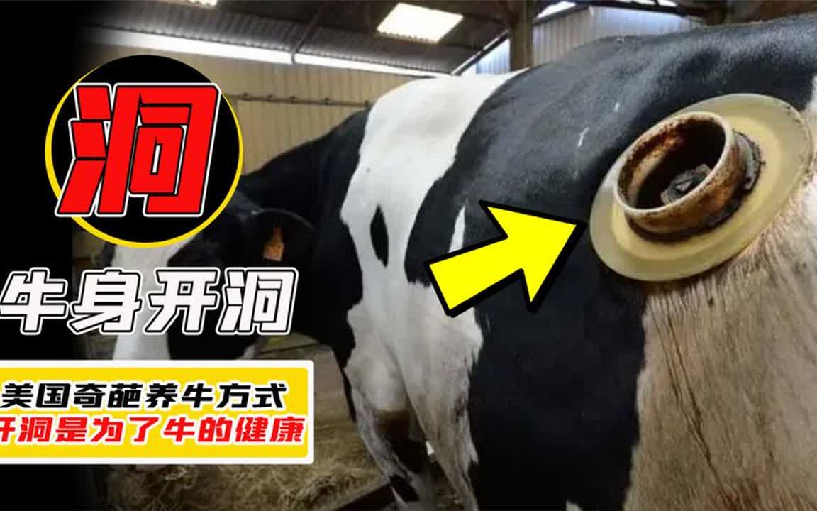 美国为啥是养牛大国?在牛身上开了个洞,随时用手进去掏,真先进