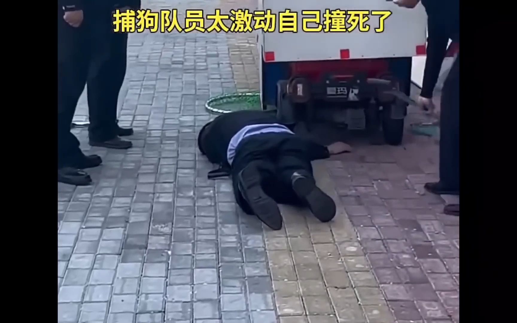 捕狗队太过兴奋撞上暴毙了...哔哩哔哩bilibili