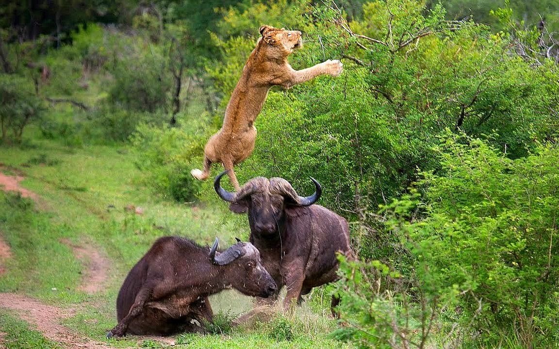野牛被狮子捉住,关键时刻同伴赶来营救,一角顶飞狮子!