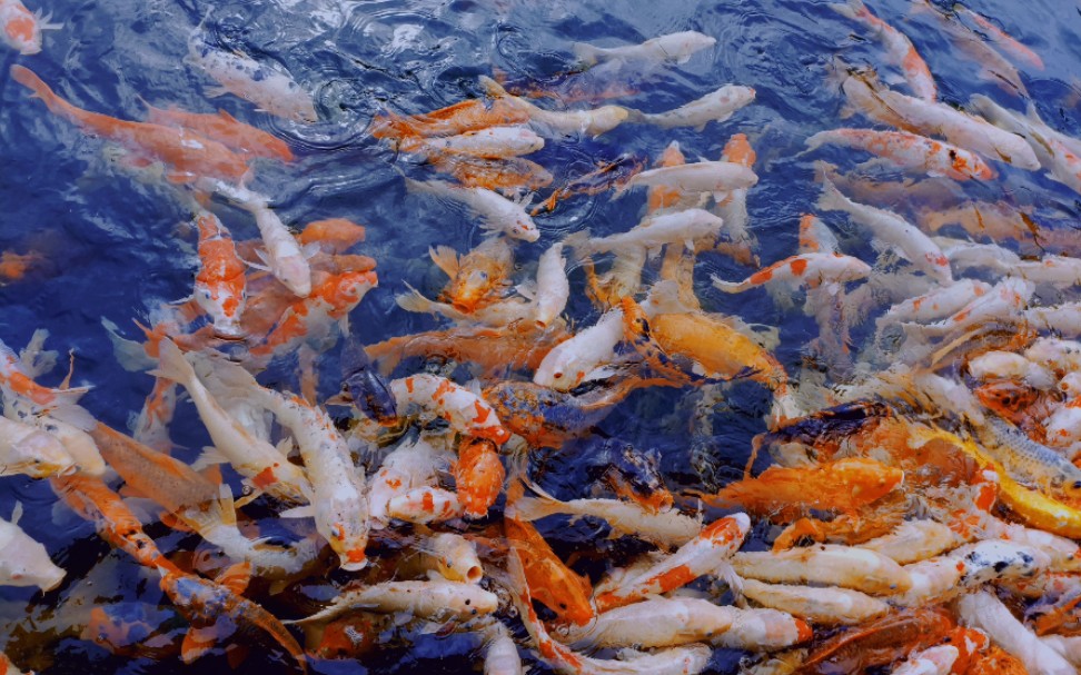 宝墨园的鱼都是锦鲤吗?