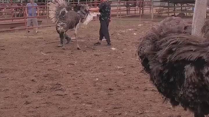 中国最大的鸵鸟养殖场 鸵鸟养殖 现在的鸵鸟市场价格哔哩哔哩bilibili