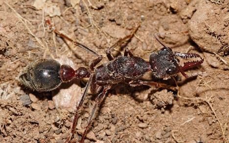 纪录片cctv杀人蚁之谜