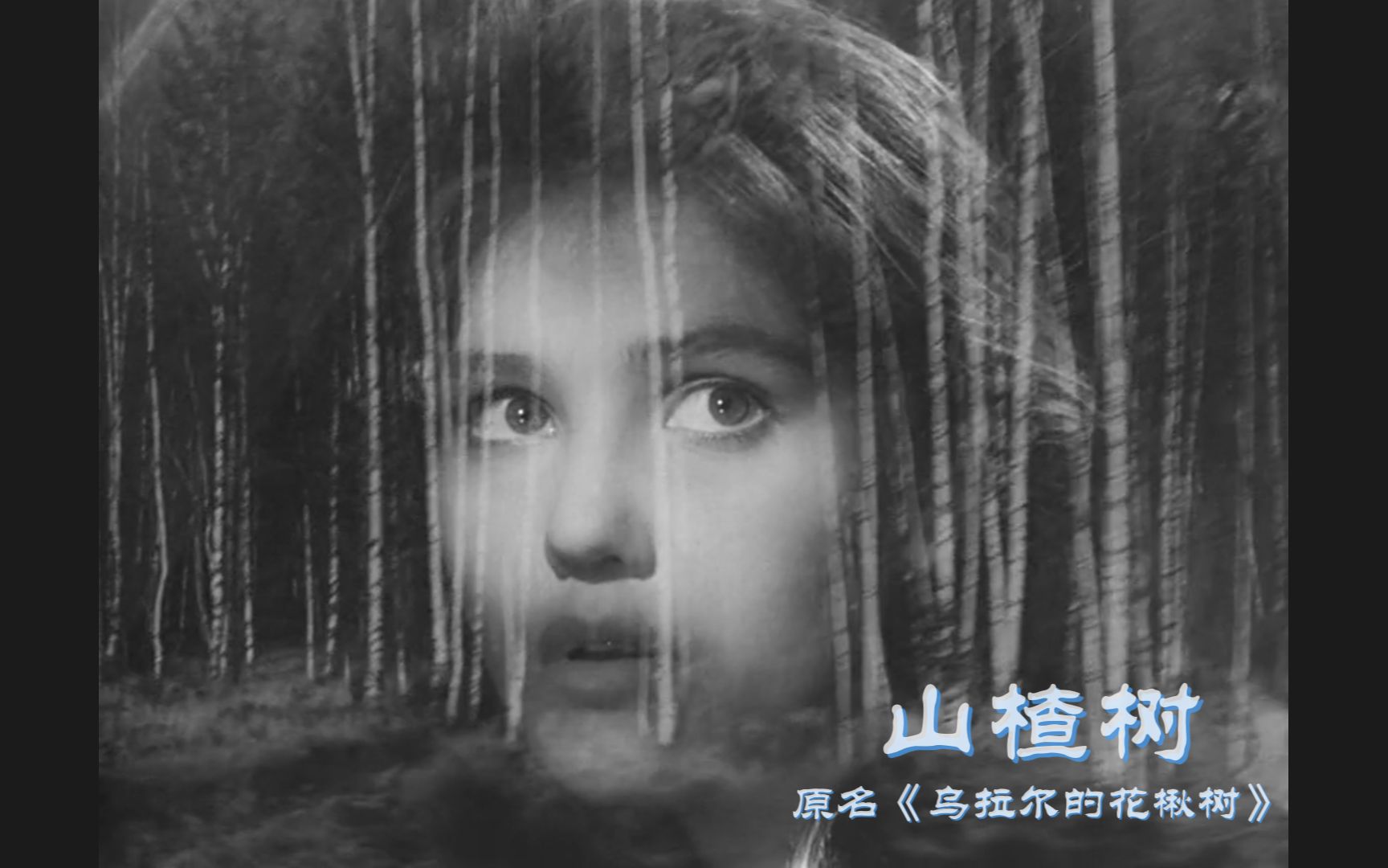 前苏联爱情歌曲《山楂树》/原名《乌拉尔的花楸树》 自制mv双人合唱版