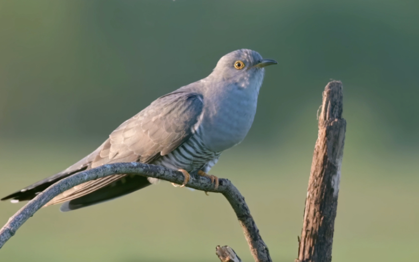布谷鸟的叫声,让我想起了童年无忧无虑的日子