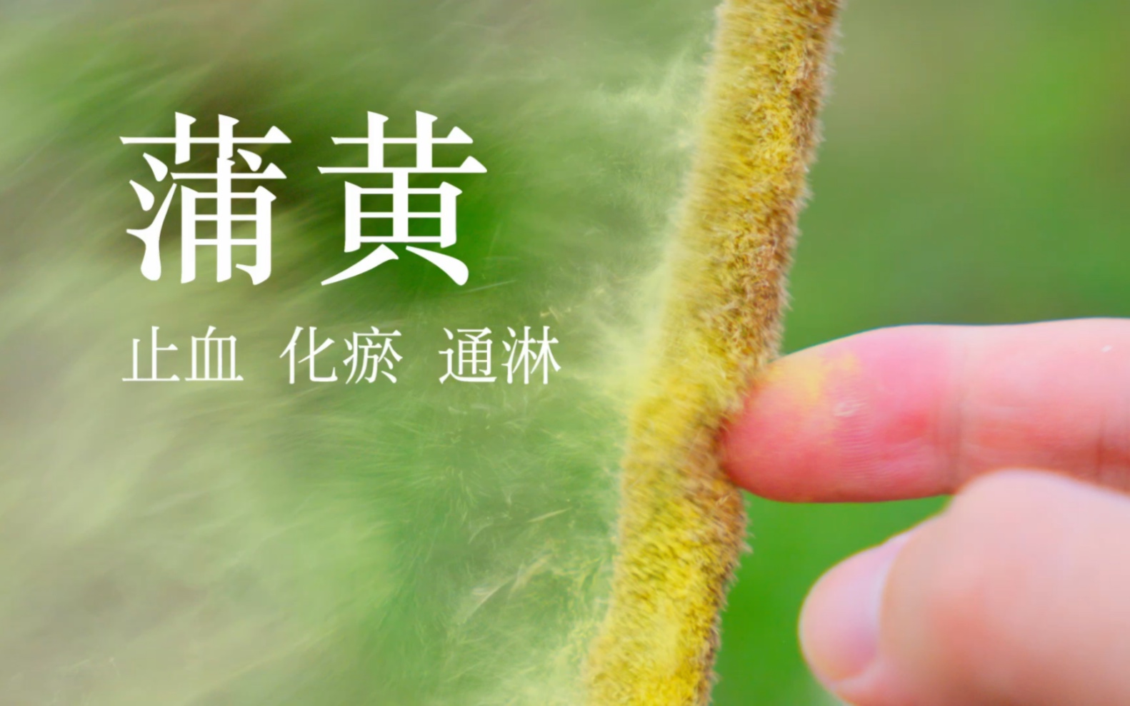 【蒲黄】水烛香蒲的花粉,真是个好东西!哔哩哔哩bilibili