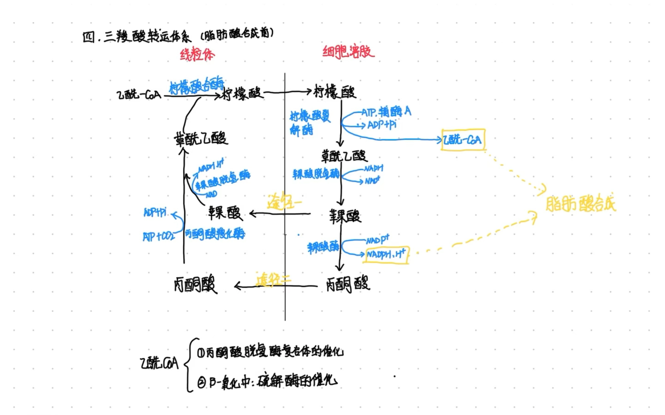 三羧酸循环途径图解图片