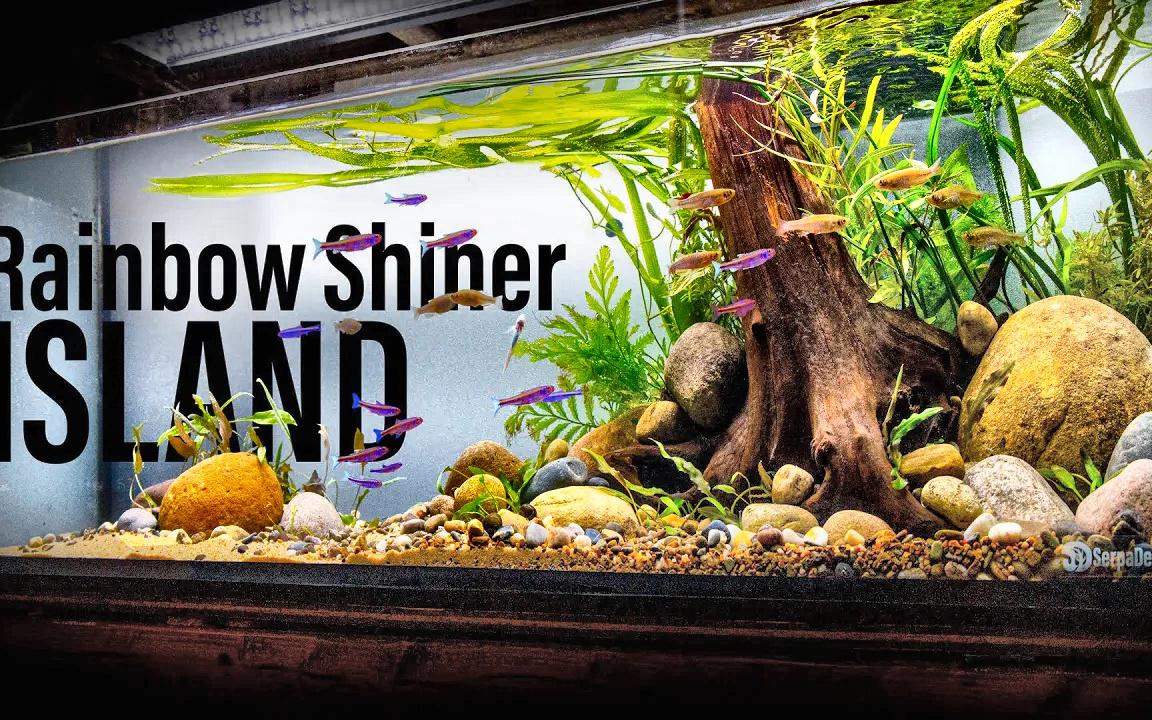 [图][SerpaDesign] Rainbow Shiner River Bank Island Aquascape