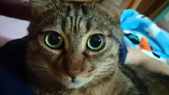 小黑好像是和别的猫打架左耳受伤了 不过不严重 已经结痂了 现在能吃能喝状态不错 哔哩哔哩 Bilibili