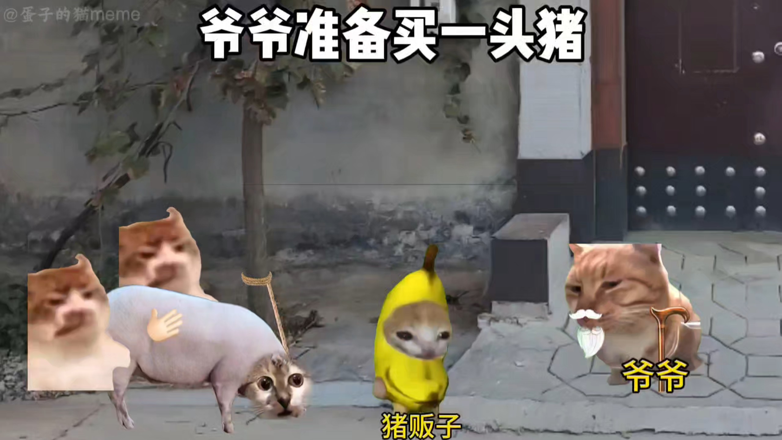 与流浪狗斗智斗勇63~68合集-蛋子的猫meme-蛋子的猫meme-哔哩哔哩视频