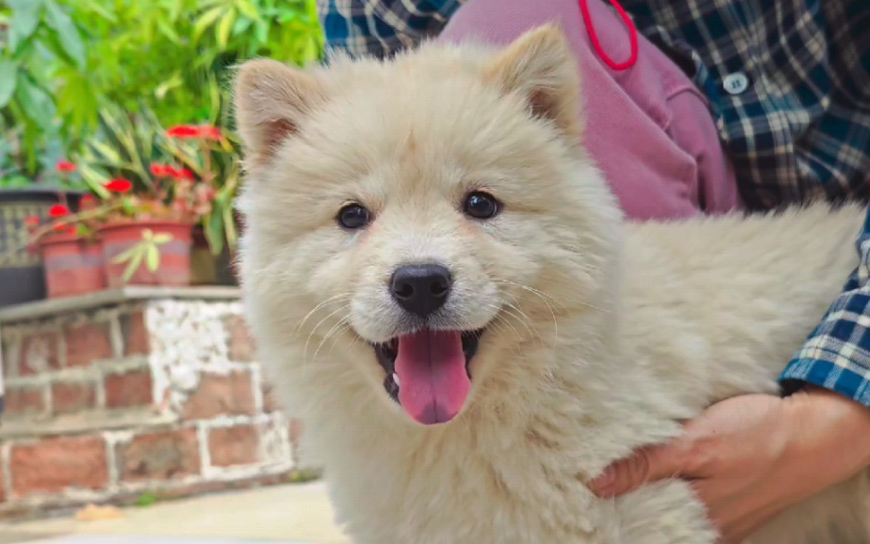 7只白土松合集,看个够.