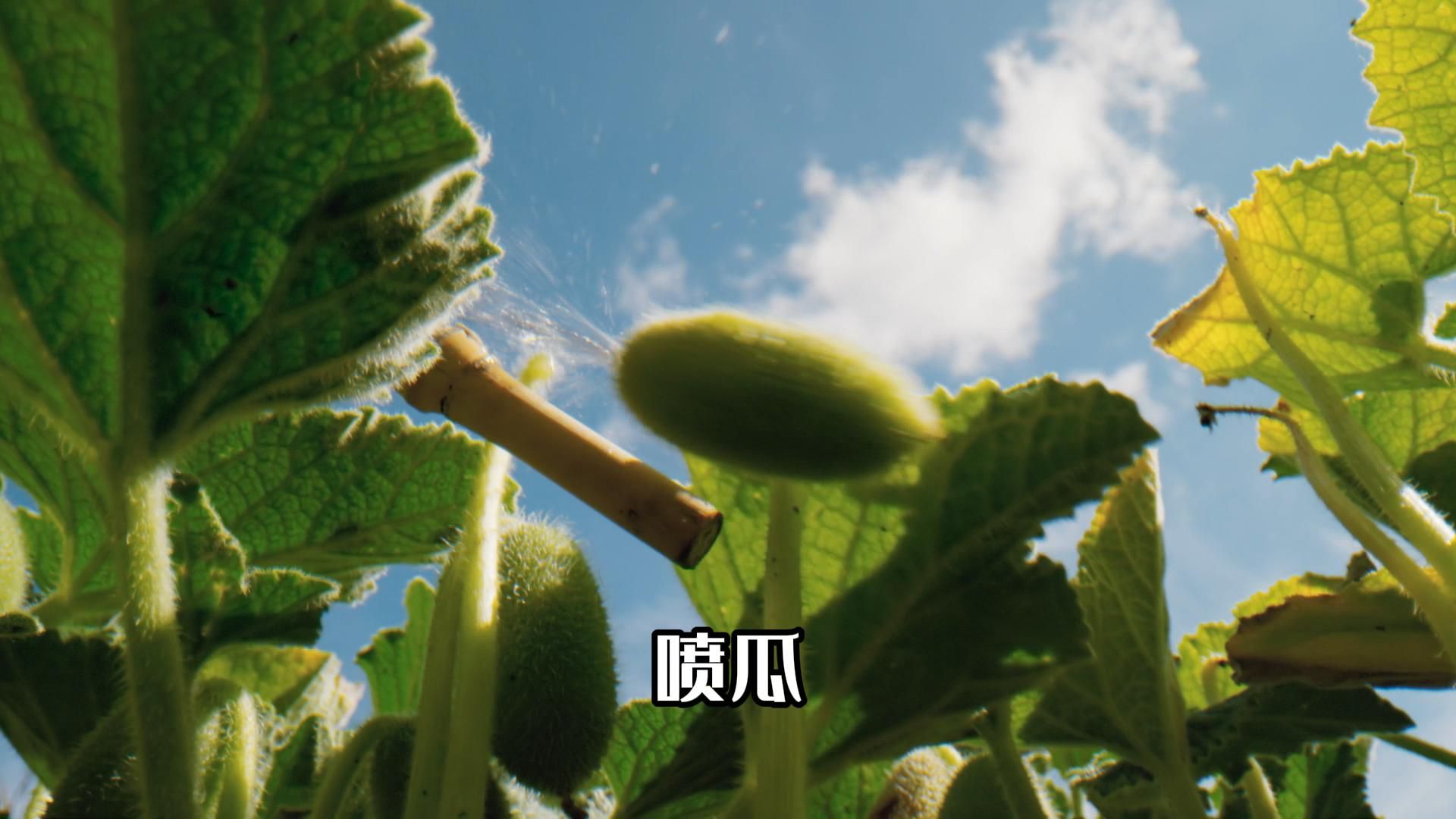 植物界的加特林喷瓜 种子的神奇传播方式哔哩哔哩bilibili