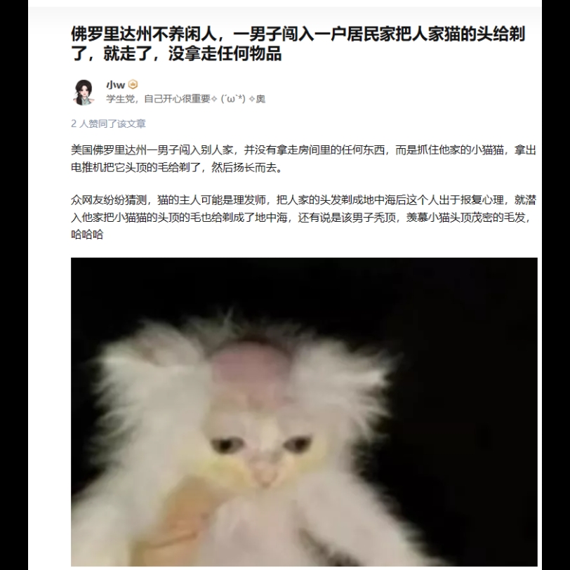 佛罗里达猫恶心图片