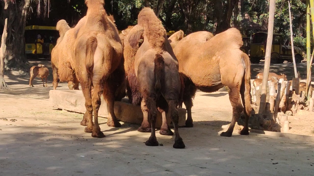 骆驼,动物园,自驾