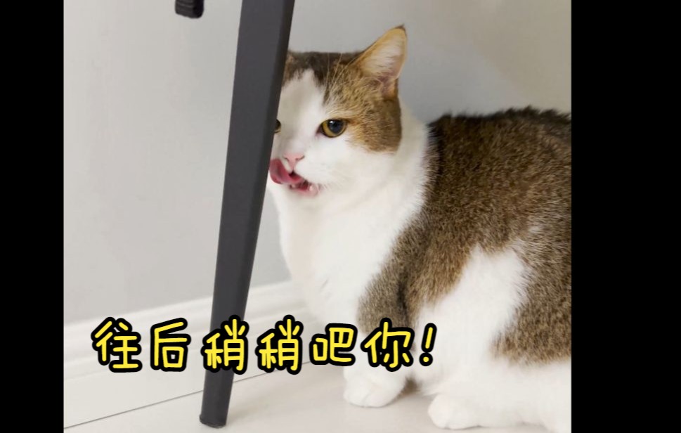 小猫咪~你是爱我,还是爱我给你的饭?哔哩哔哩bilibili