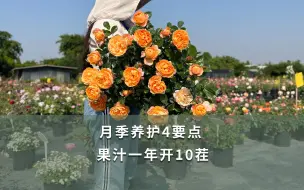 Download Video: 【海妈园艺课堂】月季养护4要点 果汁一年开10茬