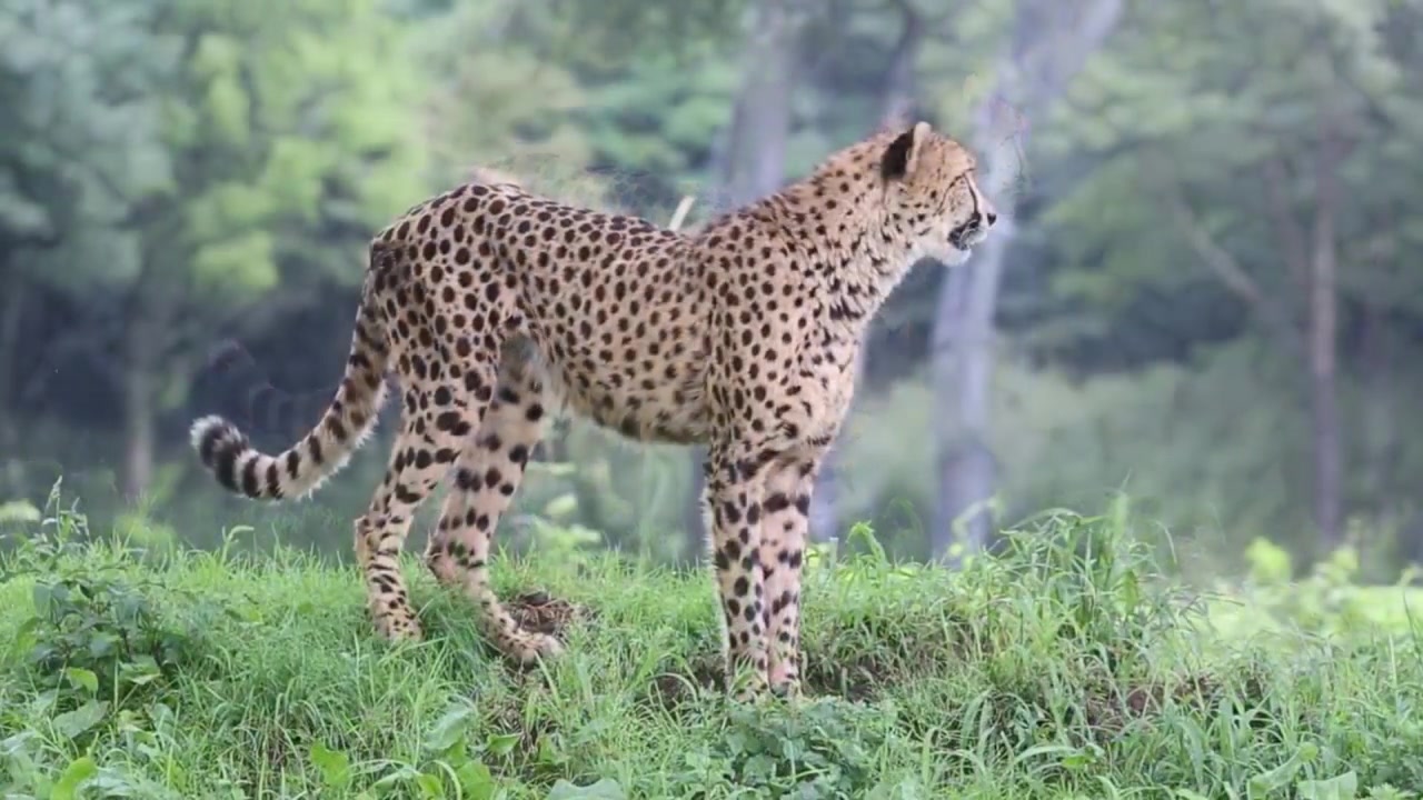 豹非常豹的可爱叫声