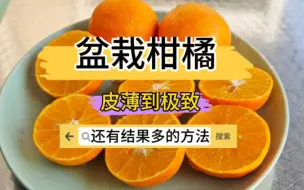 Download Video: 盆栽柑橘皮薄果多，如何做到？跟着我做好这些管理，你也可以！